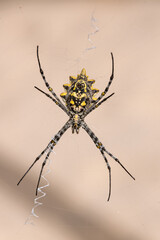 Orb spider in web, Sal Rei, Boa Vista, Cabo Verde