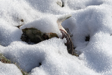 a sheep's skull is revealed by melting snow