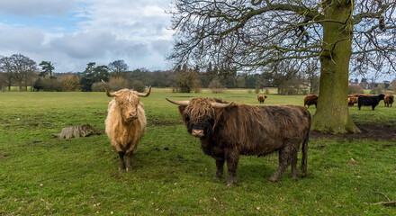 Two matriarch, Highland cows stand their ground in a field near Market Harborough, UK