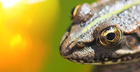 head of an ordinary frog close-up horizontal image with soft focus and blurred background, wide banner copyspace
