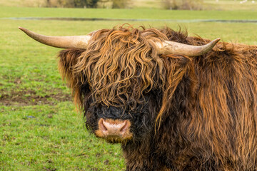 A brown, matriarch, Highland cow turns back towards the camera in a field near Market Harborough, UK