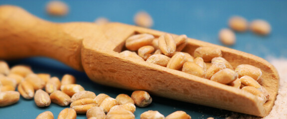 Wooden ladle filled with grains. Wheat grains and flour from them. Bran and grains are scattered on the blue table. Blue background. Selective focus.