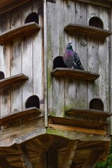 A wooden dovecote on which sits a pigeon.