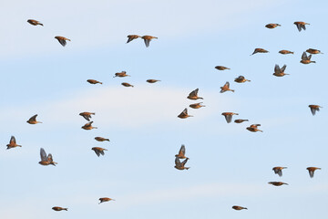 Flock of Common linnets (Linaria cannabina) Birds in flight	