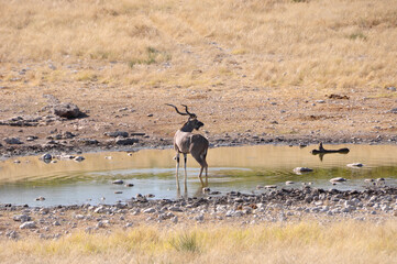 Fototapeta na wymiar A huge Kudu in Etosha National Park