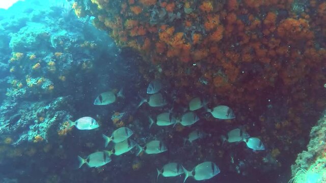 Banco de Sargos en arrecife de coral