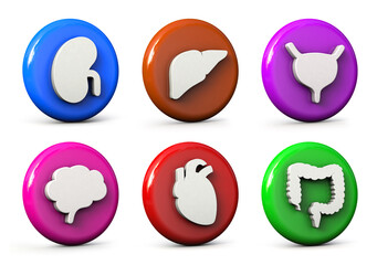 Collection of popular web and print 3d icons for design and banner. Kidney, liver, bladder, brain, heart and intestine. 3d illustration.