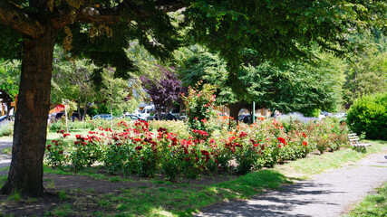 "paseo del rosedal" located in Centenario park, San Martin de los Andes, Neuquen, Argentina. Large pasrk filled with rose bushes