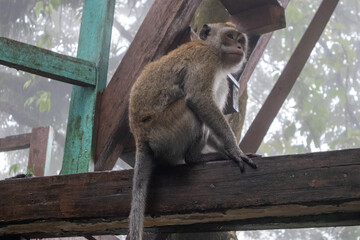 monkeys at one of the tourist spots, waiting for visitors to feed