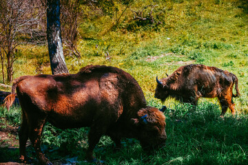two bison graze in the grass