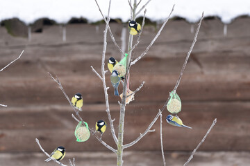 Sikorki w zimie, dokarmianie ptaków, mróz, śnieg, głodne ptaki, zima © Zena
