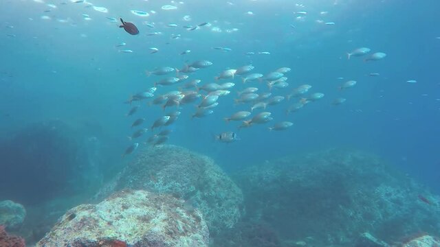 Banco de Sarpa Salpas en el arrecife de coral del oc&eacute;ano