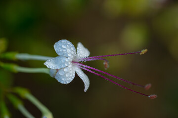 Winter fresh white flower