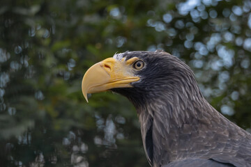 The portrait of Steller's sea eagle with profile in the background deciduous trees. (HALIAEETUS PELAGICUS )