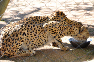 Feeding a captured cheetah in the Cheetha Conservation Foundation CCF center near Otjiwarongo
