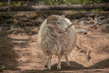 View of a ram standing in the shade. (Ovis aries)