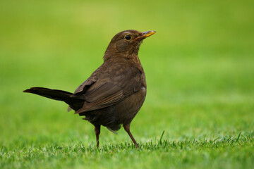 blackbird on the grass