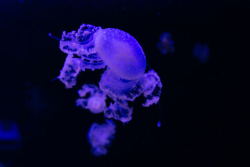 Naklejka na ściany i meble blue-purple jellyfish in an aquarium, on a black background