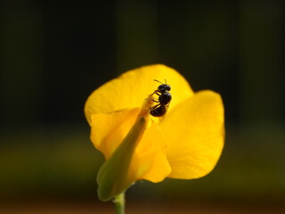 Insect on the yellow flower