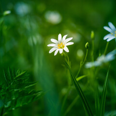 Beautiful white greater stitchwort flowers blooming on a forest meador ground in spring. Rabelera holostea in natural habitat in Northern Europe.