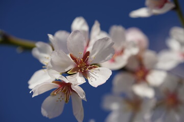 almond blossoms