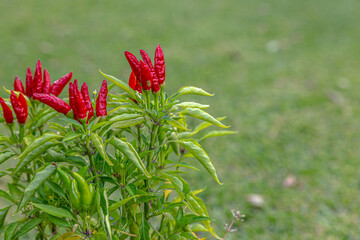 red chilli plant