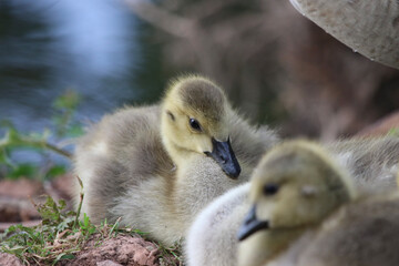 baby country goose
