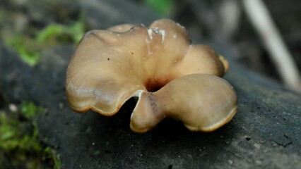 mushroom on a tree