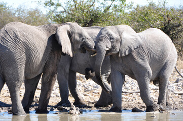 Fototapeta na wymiar Namibia: A Herd of elephants at the Halali waterhole in Etosha Salt pans