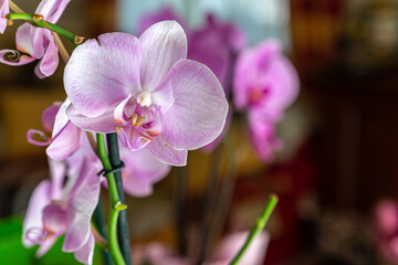 flower of a pink orchid