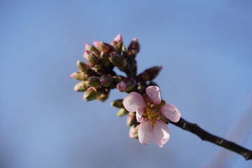 almond blossoms