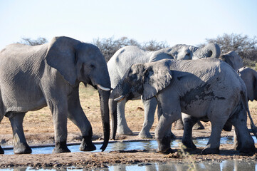 Namibia: A Herd of elephants at the waterhole in Namutomi