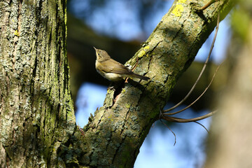 woodpecker on a tree