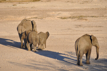 In Africas oldest wildlife national park there are lots of elephants