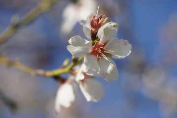 almond blossoms