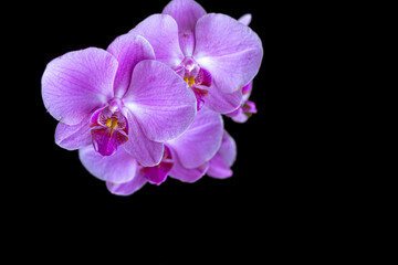 Obraz na płótnie Canvas Detail of a pink orchid
