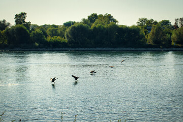 Line of geese flying off the water in the Rhine river in Germany on a summer day.