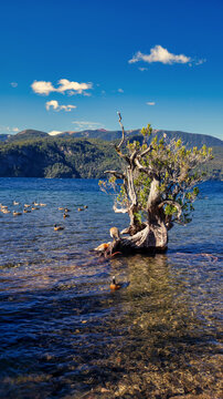  Landscape of Lacar lake at sunset. Taken from Quila Quina beach.  San Martin de los Andes, Patagonia, Neuquen, Argentina                                    