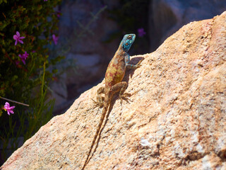 Lizard Southern Rock Agama (Agama atra) on a stone at Cederberg in South Africa - Western Cape