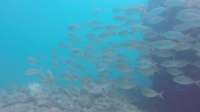 Banco de Sarpa Salpas en el arrecife de coral