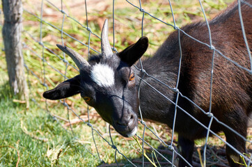 Goat with head stuck in the fence