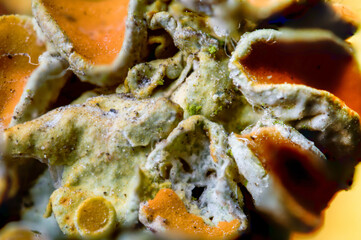 tree fungus by bellows