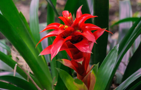 Guzmania monostachia, guzmania lingulata, specie is native to South America