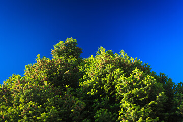Crown of conifer fir tree brightly lit against blue sky