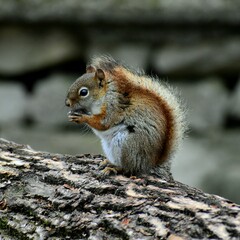 squirrel in the park