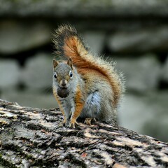 squirrel in the park