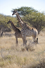 Namibia: There are more than 2000 girafs in the Etosha National park.