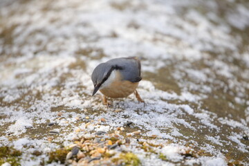 Nuthatch 