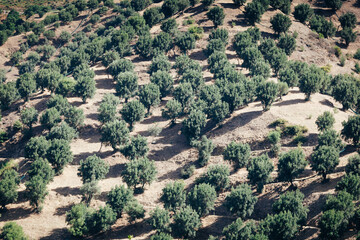 Fototapeta na wymiar Olive garden on a hill of Aspromonte in Calabria