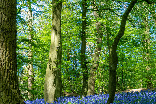 Bluebell Woods with Sun Light streaming through branches creating patterns on Green and Blue Bell Carpet